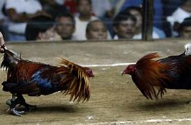 Hukum Sabung Ayam Tanpa Judi